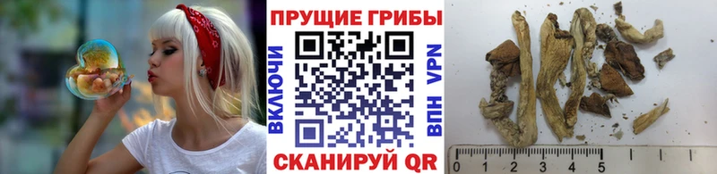 Псилоцибиновые грибы Psilocybe  где продают   блэк спрут   Кирово-Чепецк 